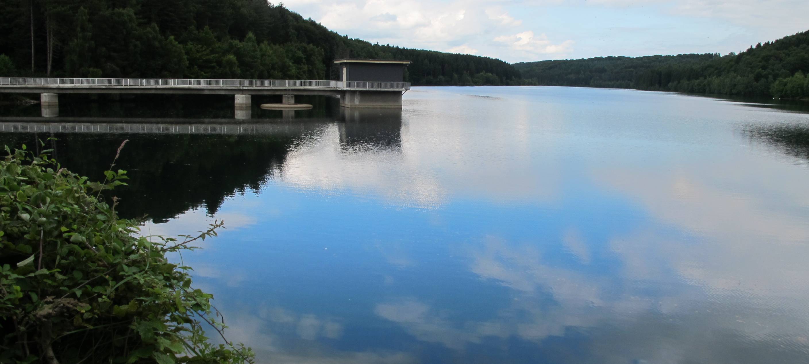 Burgunderblutalge keine Gefahr für Trinkwasser