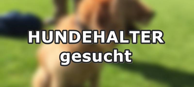 Freilaufender Hund in Unterburg gesichtet