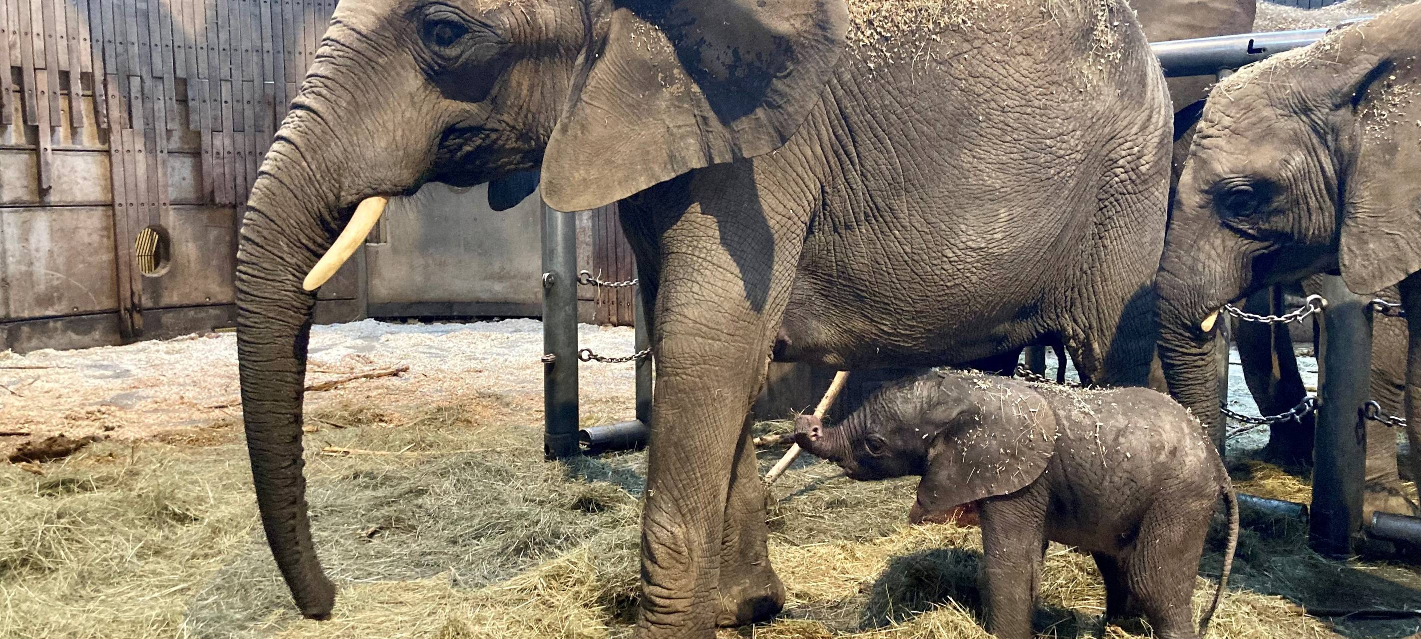 Ein Elefantenkalb und seine Mutter "Tika"