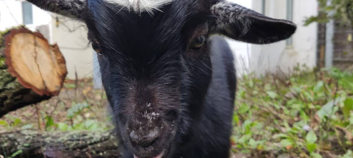 Fundtier in Solingen: Wem gehört dieser Ziegenbock?