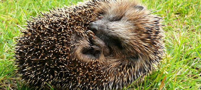 Mehrere verbrannte Igel - Polizei sucht Tierquäler in Hilden