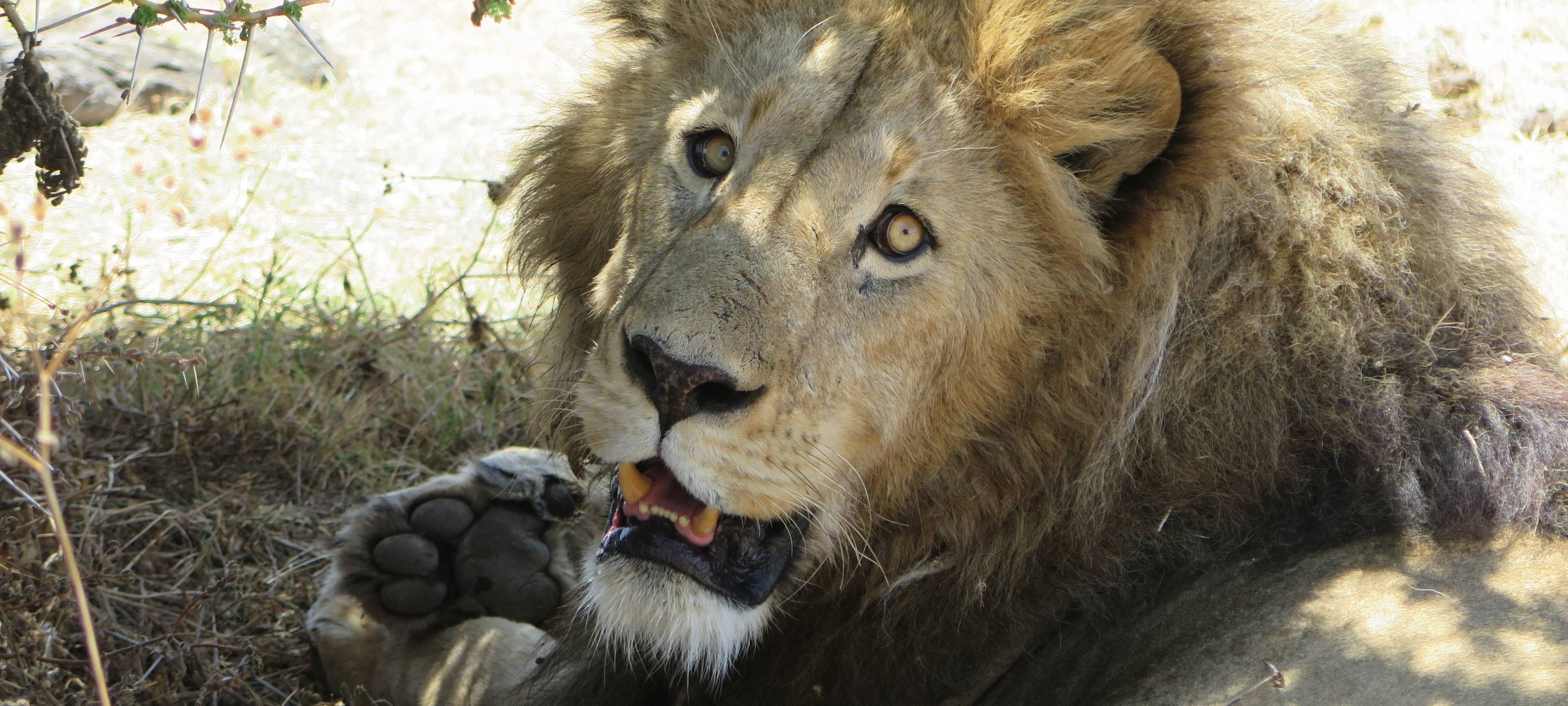 Serval in Wuppertal vermisst