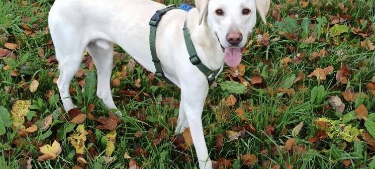 Hund Sam in Remscheid gesucht