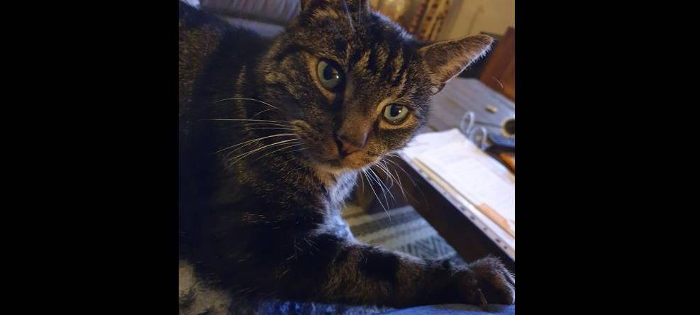 Katze in Solingen Unterburg vermisst