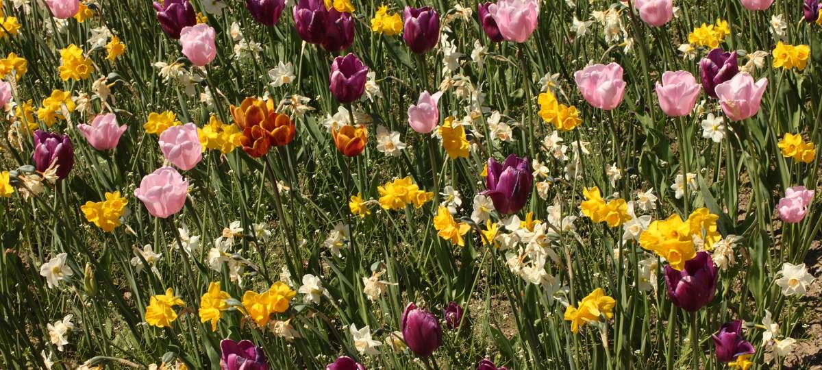 Wieder mehr freie Kleingärten in Remscheid