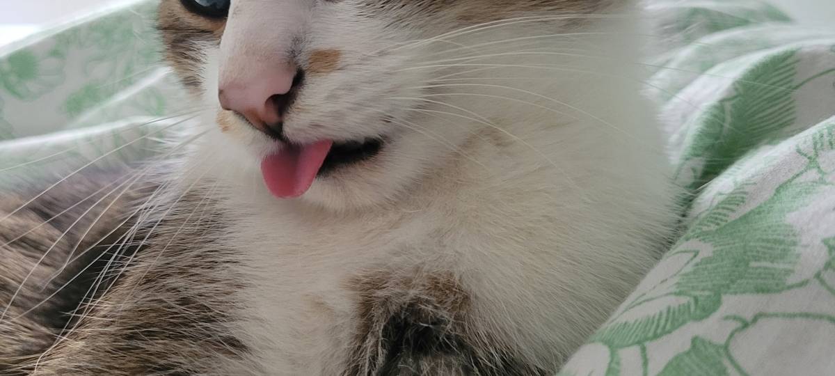 Mika wird in Solingen vermisst