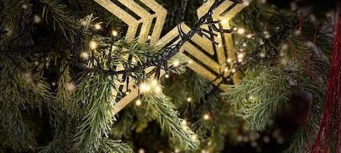 Die Wunschbäume im RSG-Land