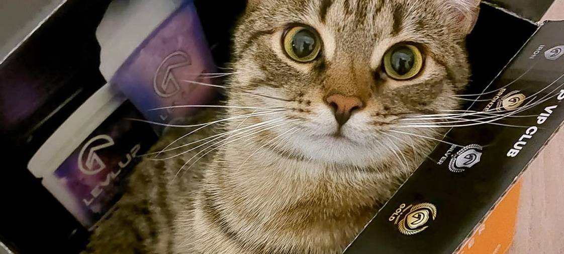Wo ist Kater Nero?