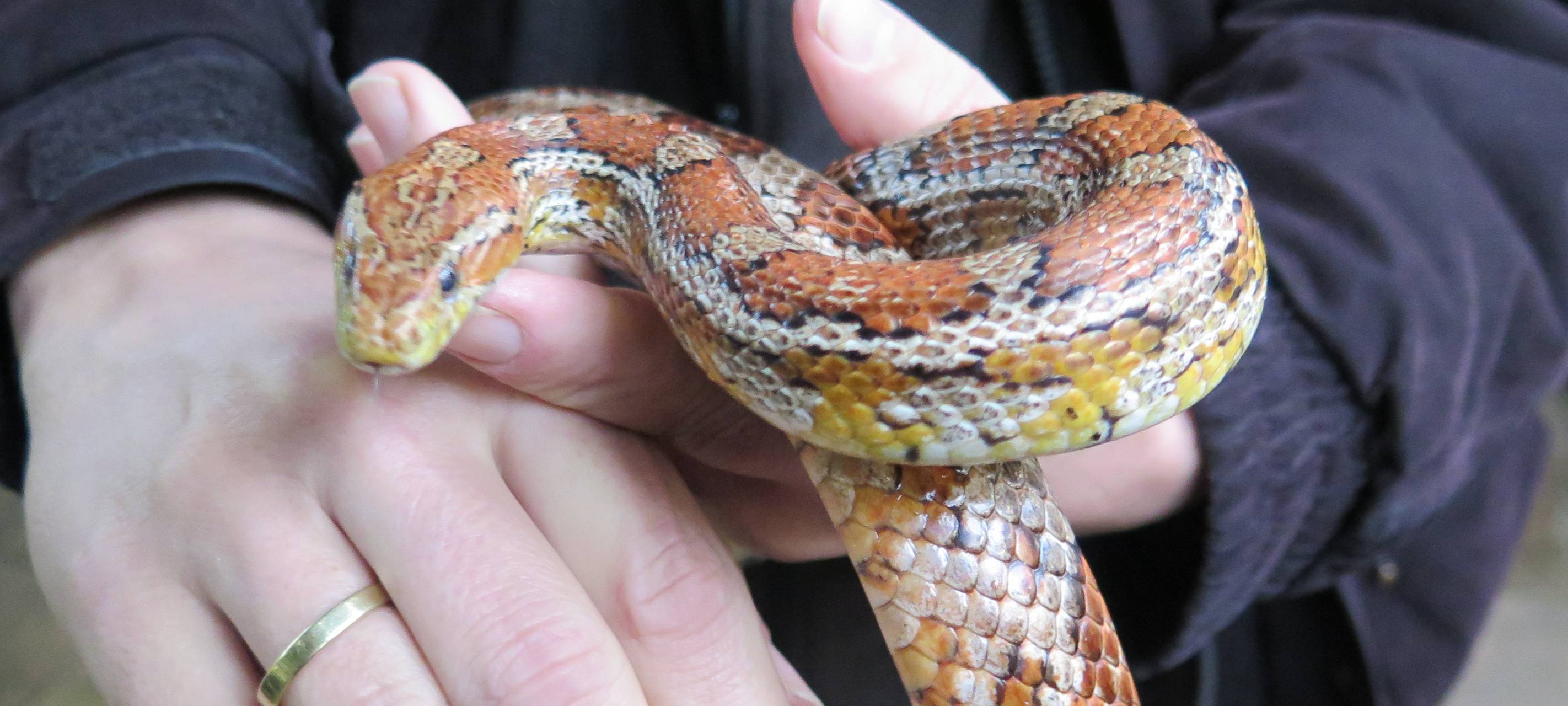 Zooführung: Tiere der Bibel