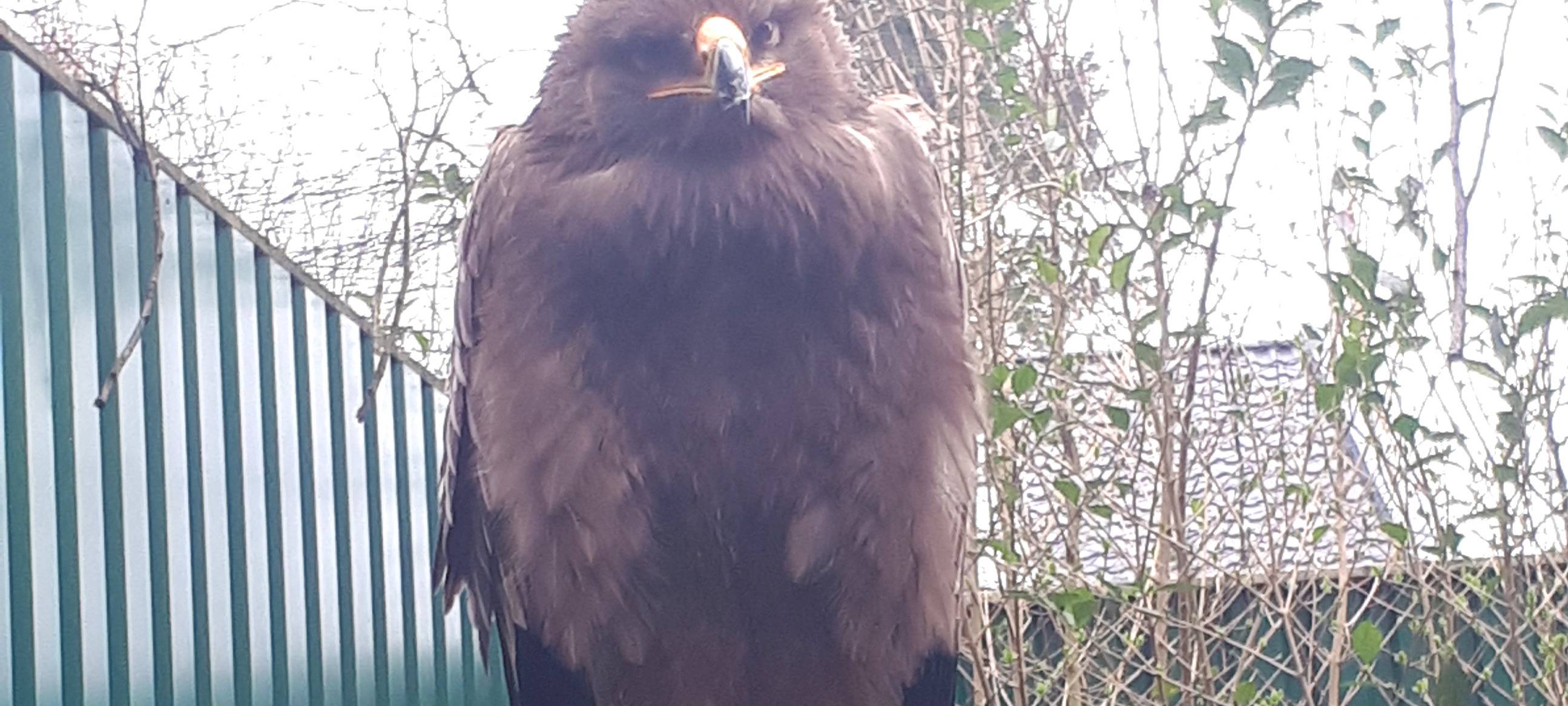 Abflug in der Falknerei