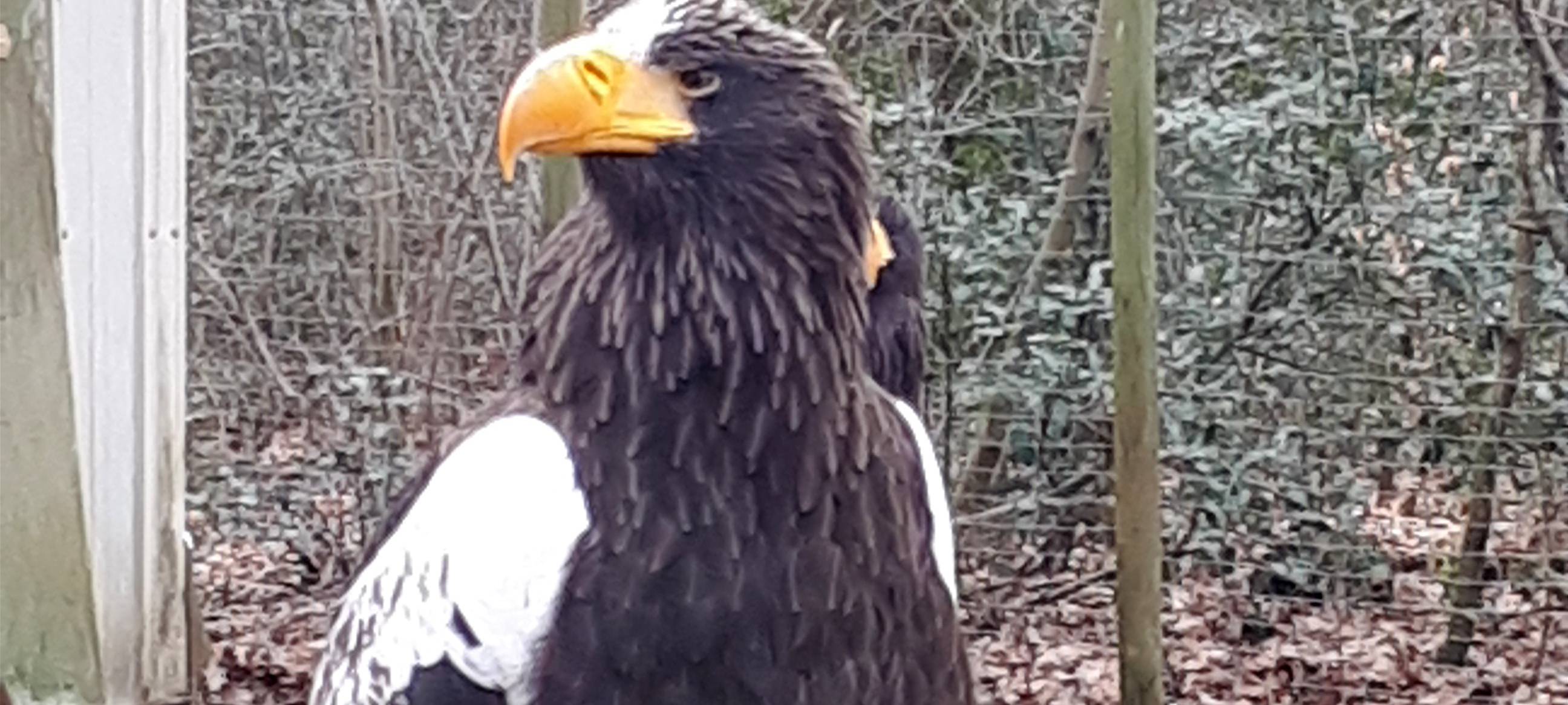 Abflug in der Falknerei