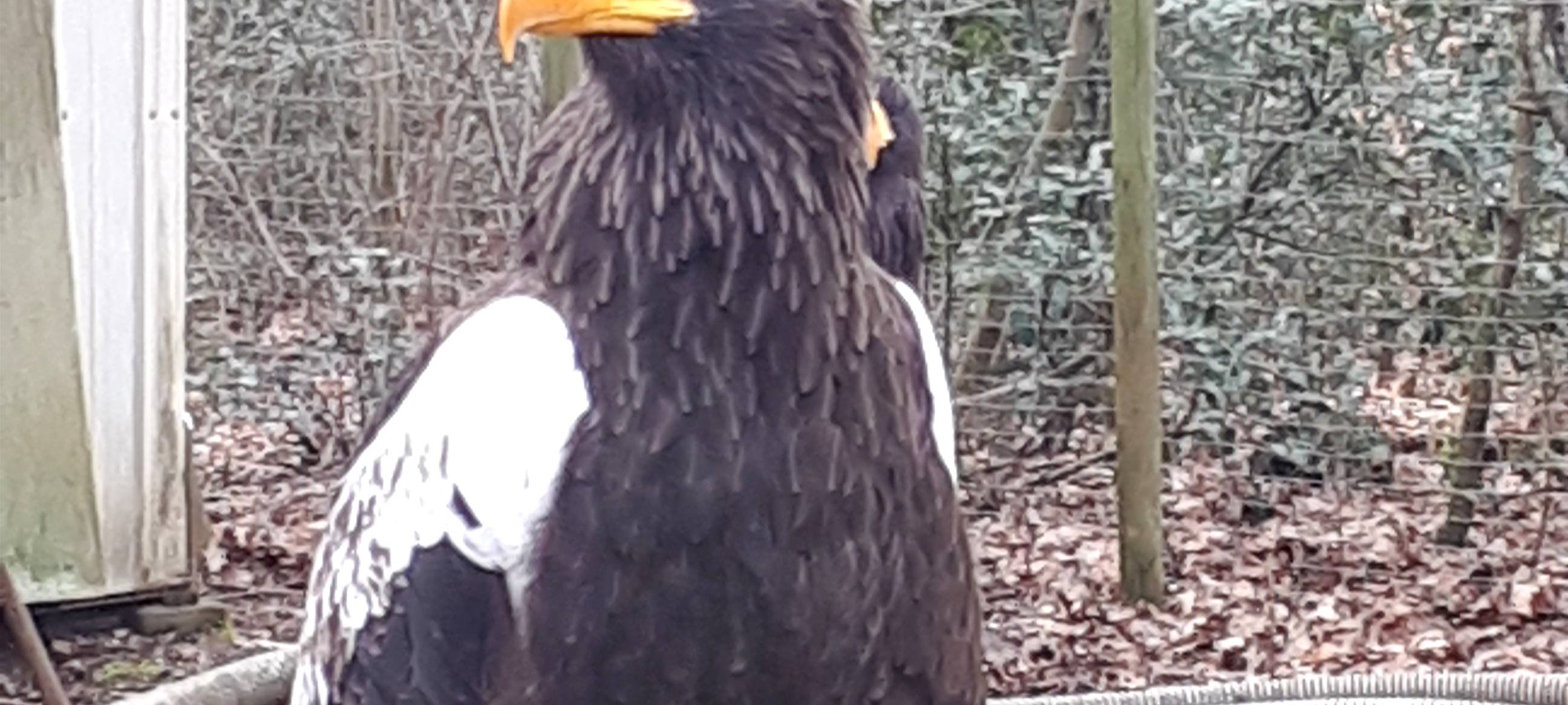 Abflug in der Falknerei