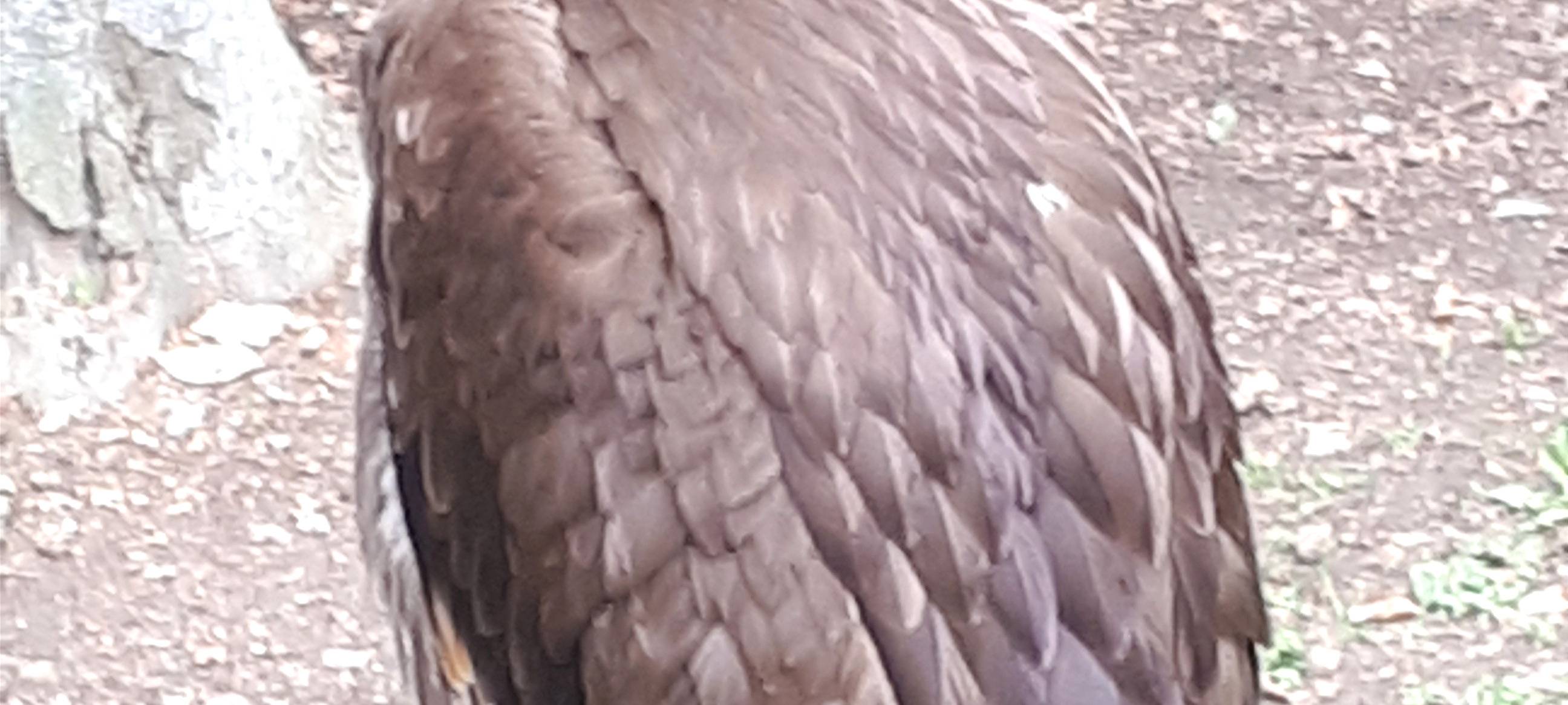 Abflug in der Falknerei