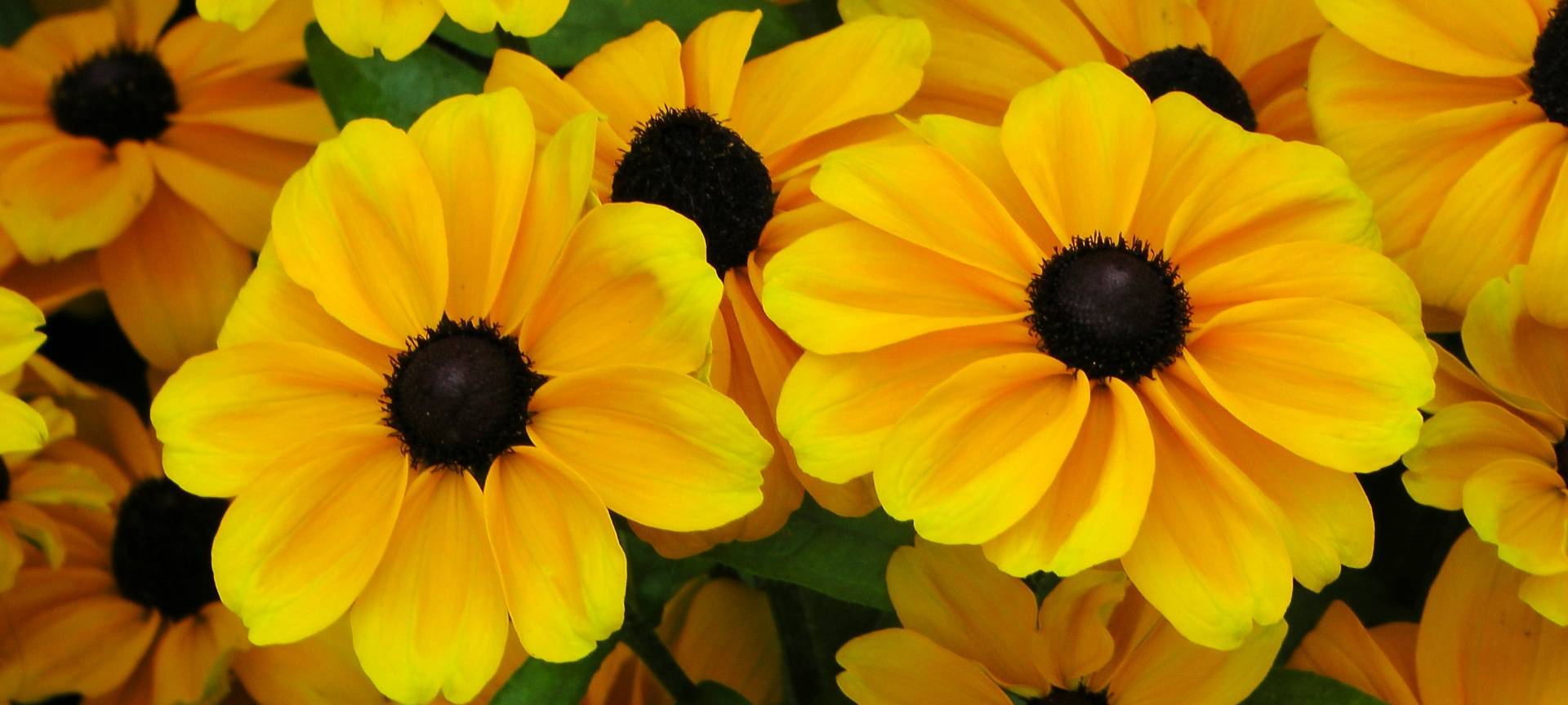 Mehr Geld für Floristen