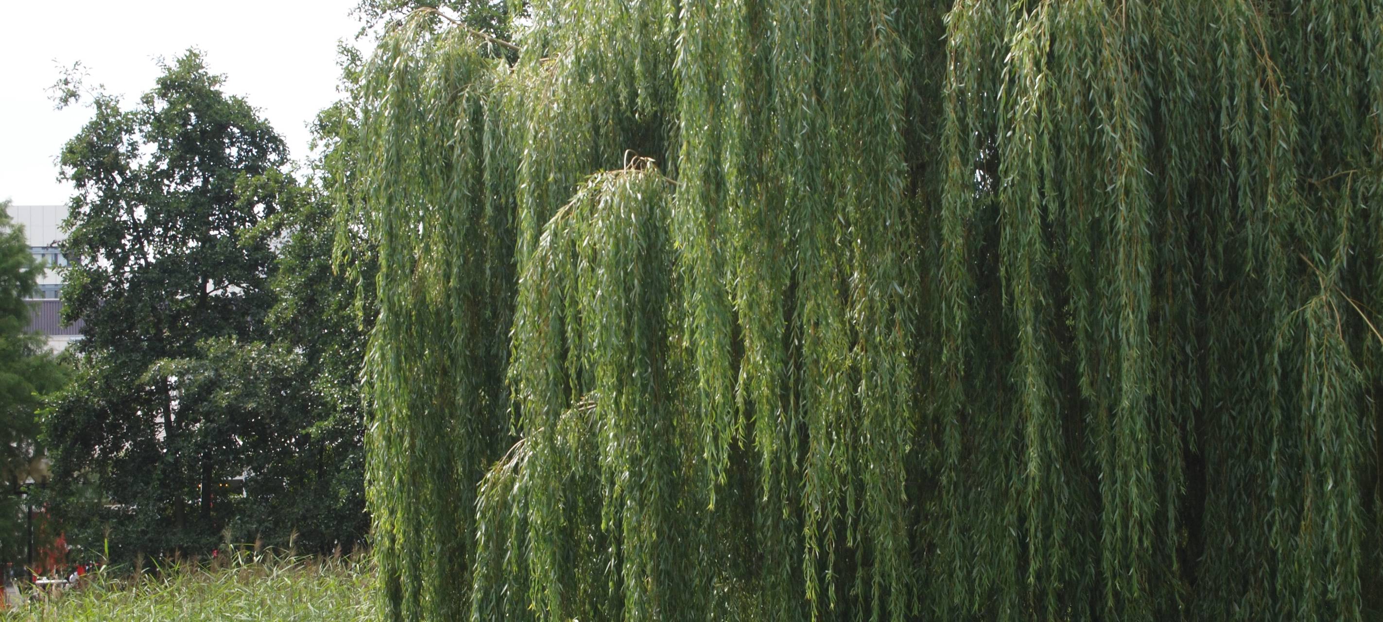 Pollensaison mit Erle und Hasel gestartet