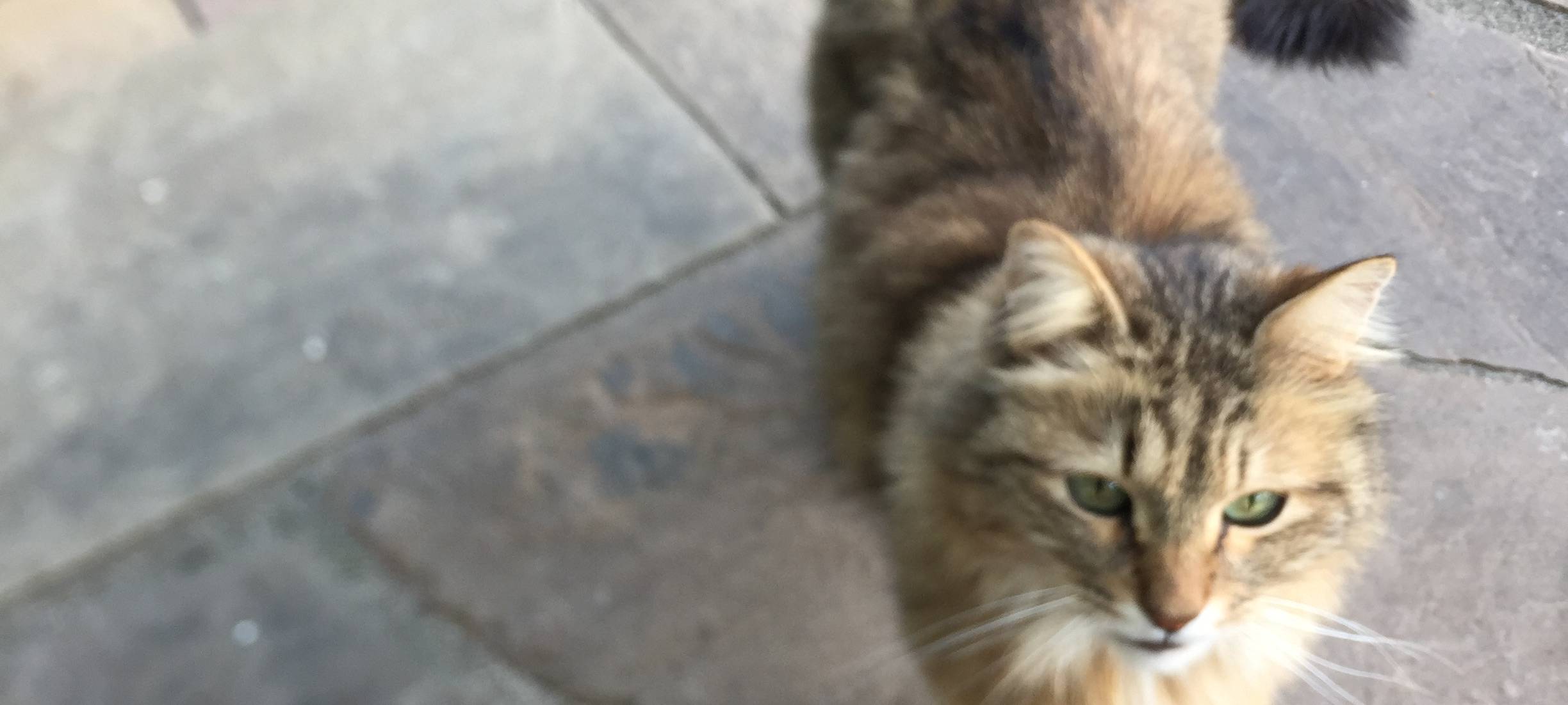 Kater Speedy in Solingen vermisst