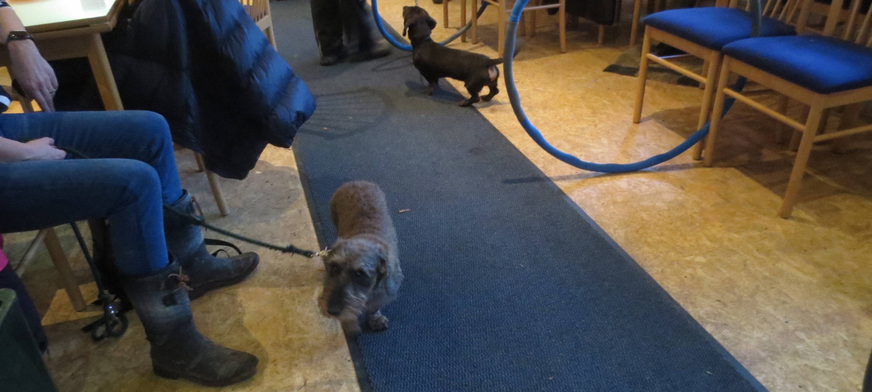 Verein der Woche: Dackelclub Cronenberg