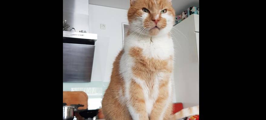 Kater Caramello in Solingen gesucht
