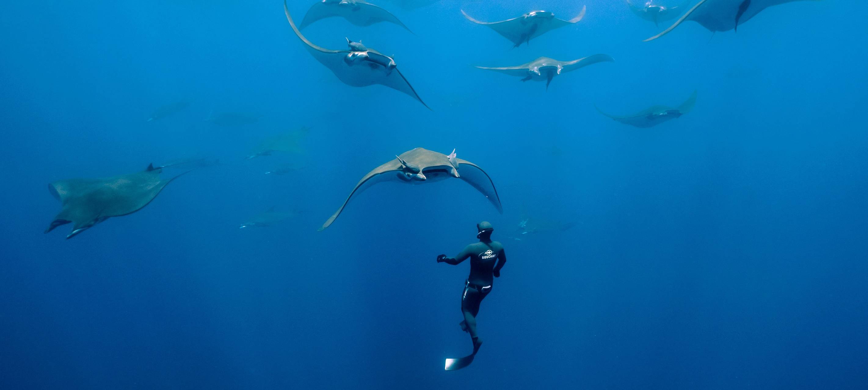 Mit Tourismus Wildtiere schützen - Das Ocean Wildlife Projekt
