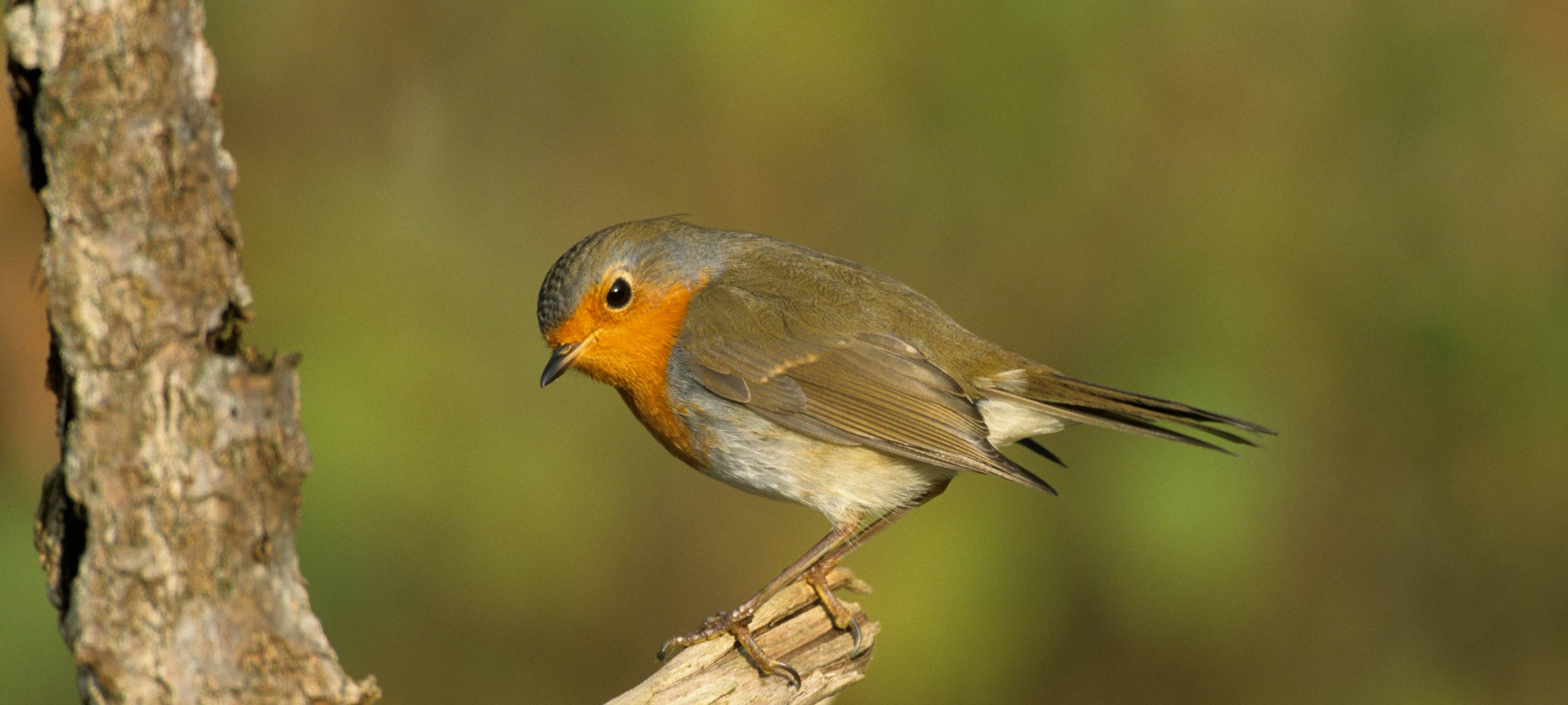Die Naturschule Grund bittet darum, Wildvögel zu zählen