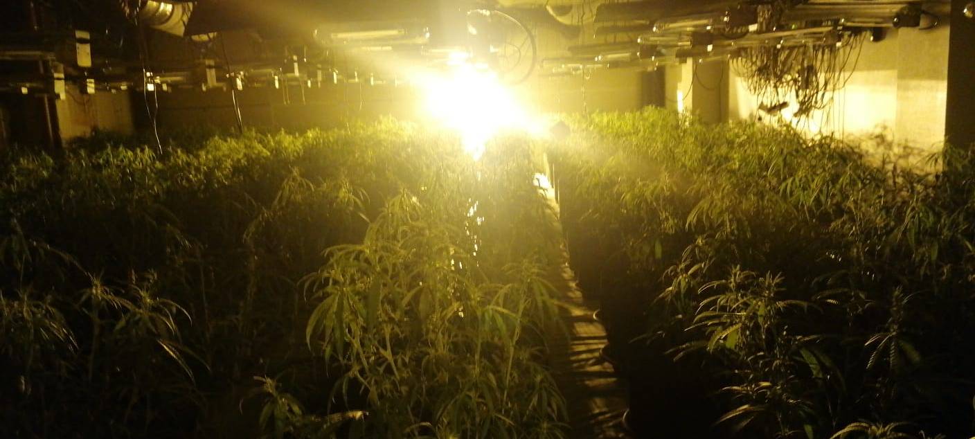 Großer Cannabis-Verein mietet Anbau-Halle in Solingen