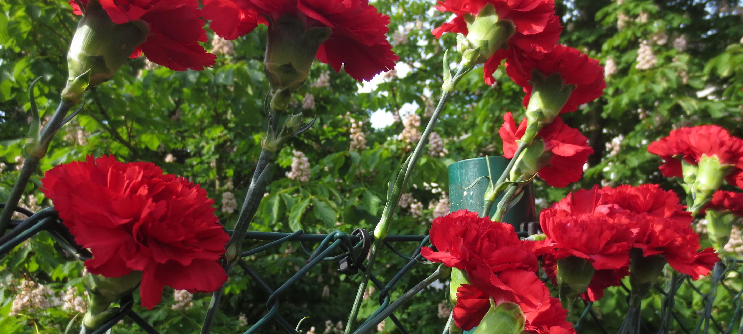 Mahngang zum 30. Jahrestag des Solinger Brandanschlags