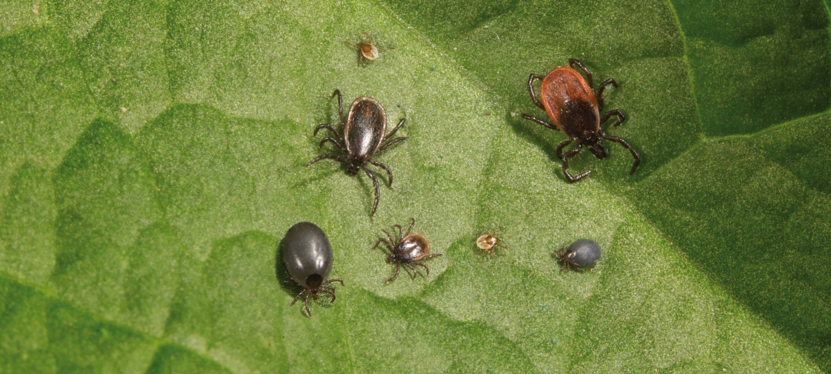 Zeckenbiss: Was muss ich tun?