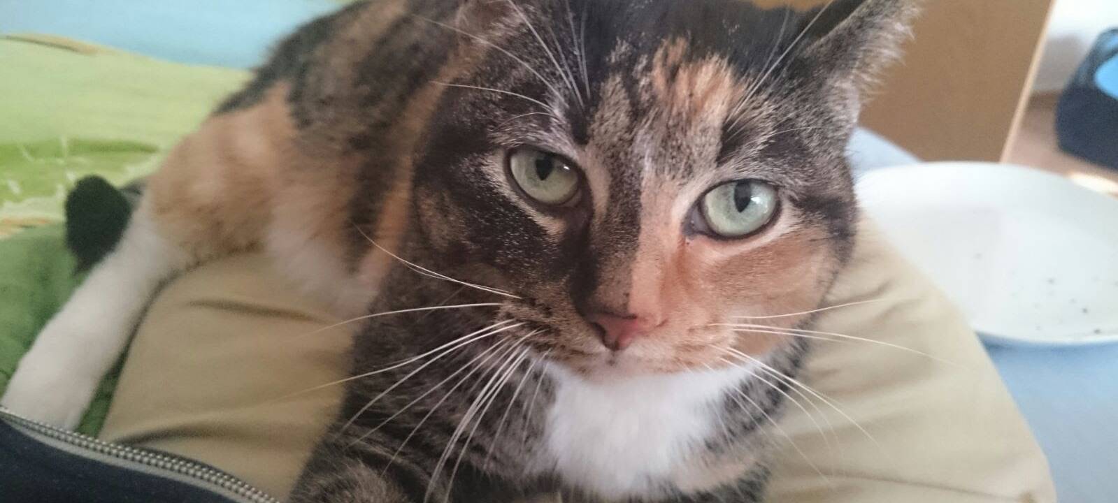 Katze Minka in Solingen gesucht