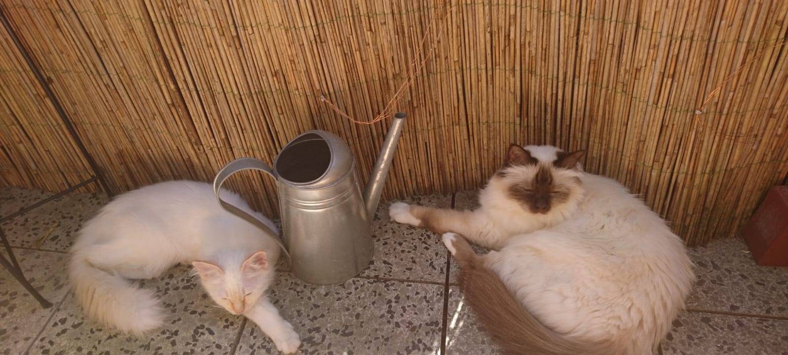 Katzenschutz-Verordnung für Remscheid