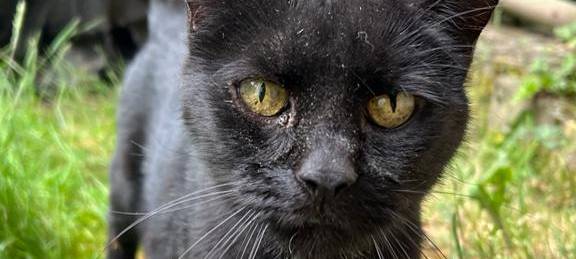 Katze in Solingen gefunden