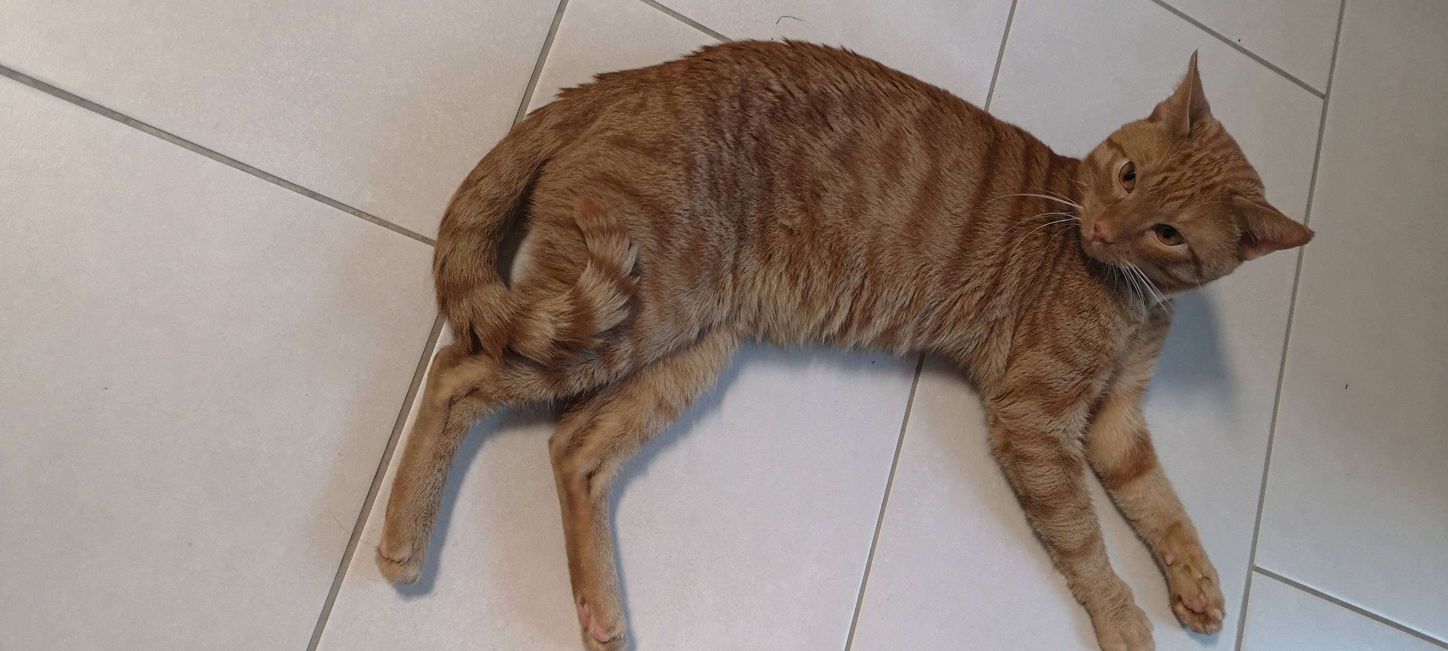 Kater Lio in Solingen Aufderhöhe gesucht