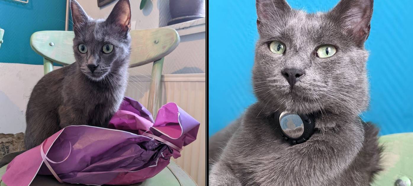 Kater Tony in Solingen Merscheid gesucht