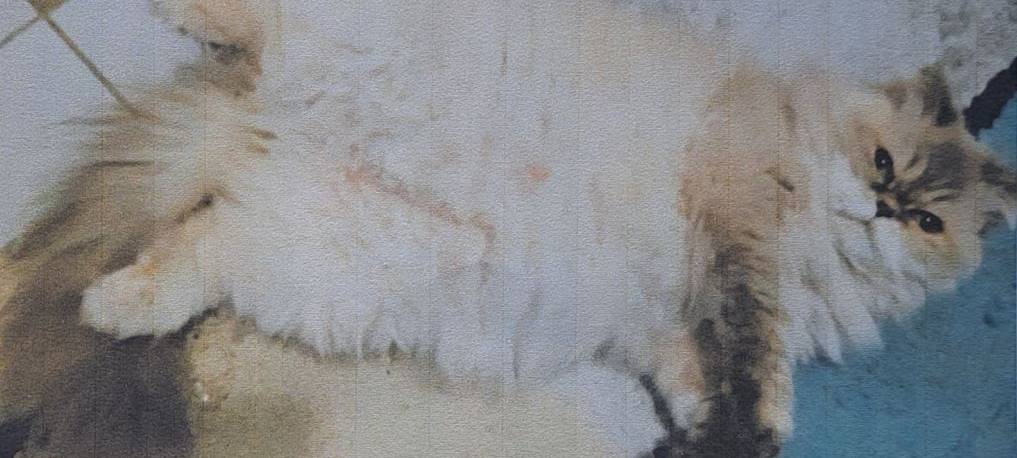 Katze Lindsey in Solingen Wald vermisst