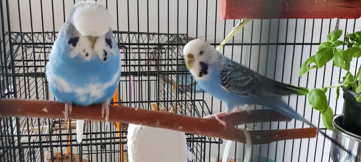 Wellensittich in Solingen vermisst