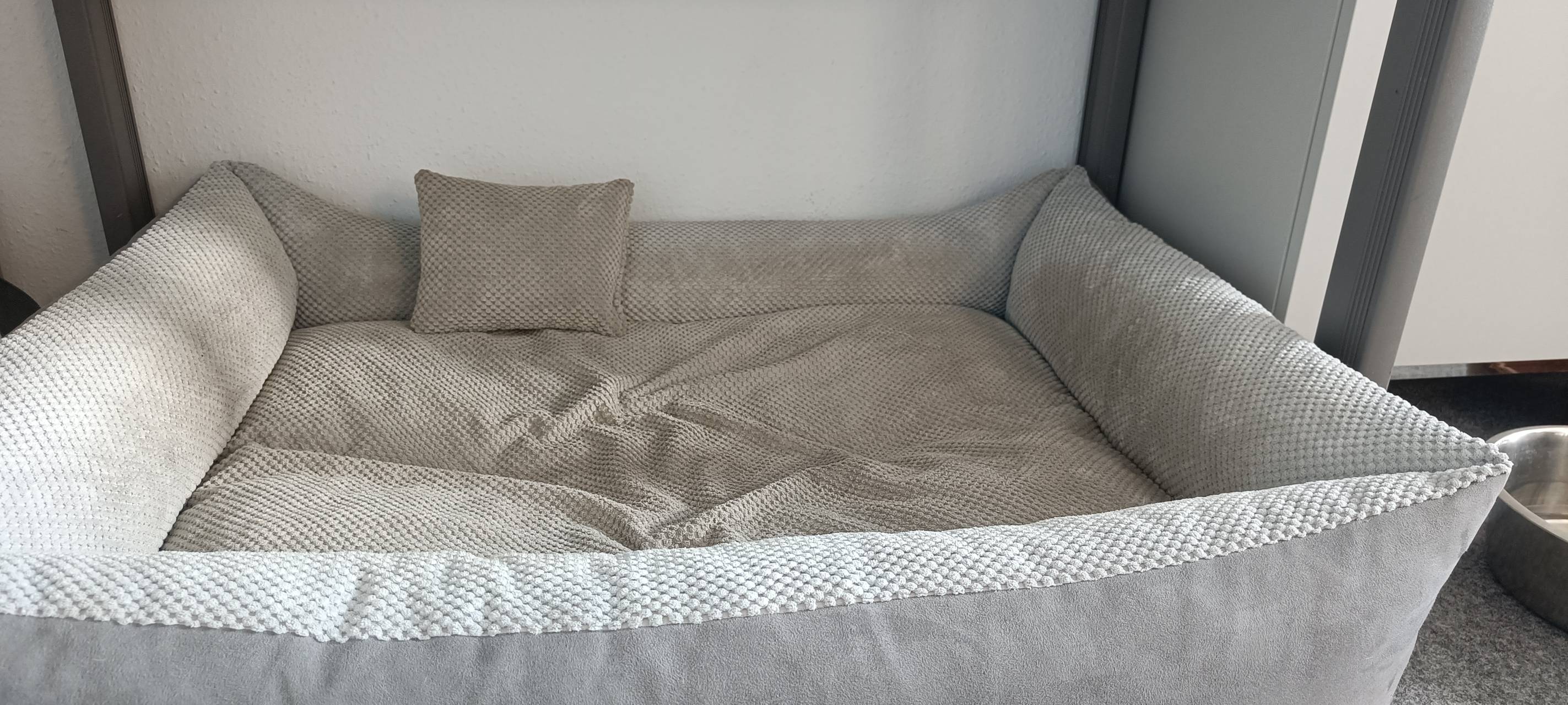 Tierheime voll: Adoptionen aus dem Ausland sind das Problem