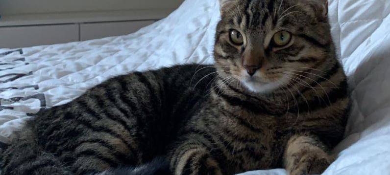 Kater Samy in Remscheid entlaufen
