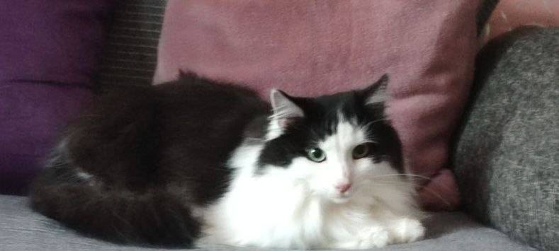 Weiß-schwarzer Kater in Solingen Mitte vermisst