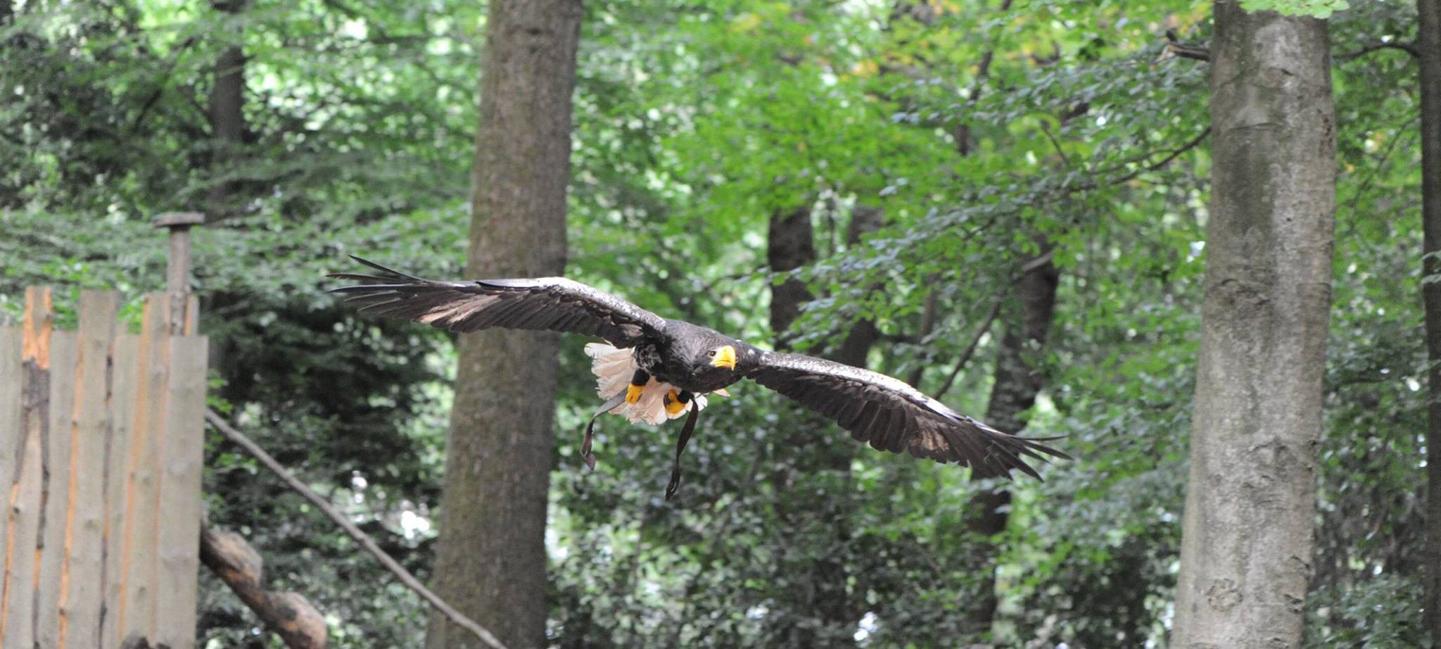 Riesenseeadler Grobi twittert