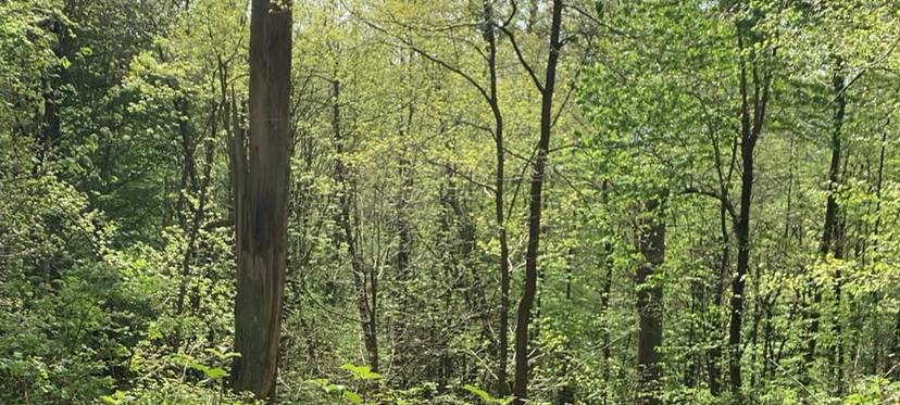 Trockenes Wetter steigert Waldbrandrisiko