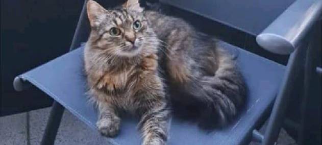 Katze Willow in Solingen Höhscheid entlaufen