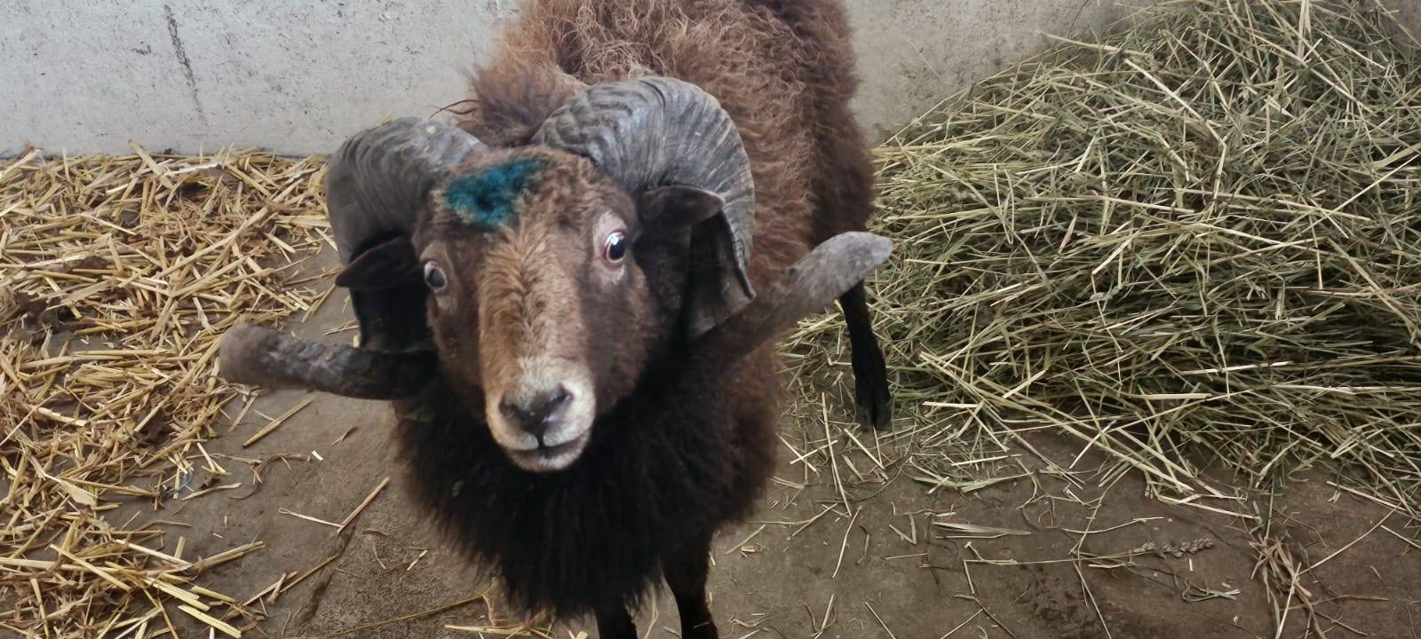 So gehen die Tierparks mit der Kälte um