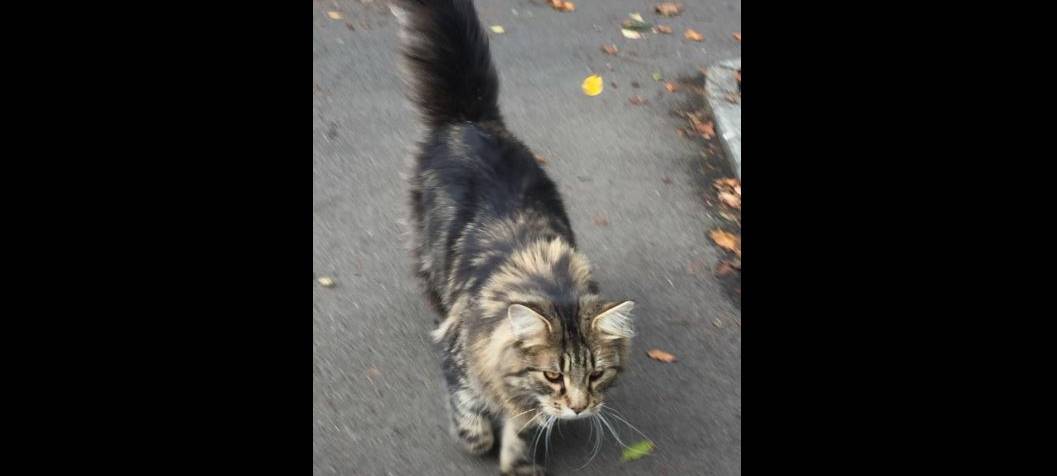 Kater Egon wird in Remscheid vermisst