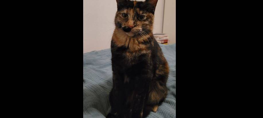 Dreifarbige Katze in Solingen Aufderhöhe gefunden
