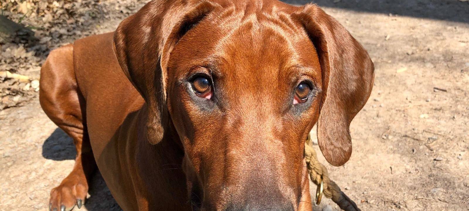 Giftfallen für Hund in Ohligs?