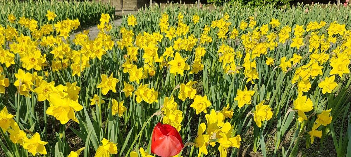 Nachhaltigkeitstage in Solingen starten morgen