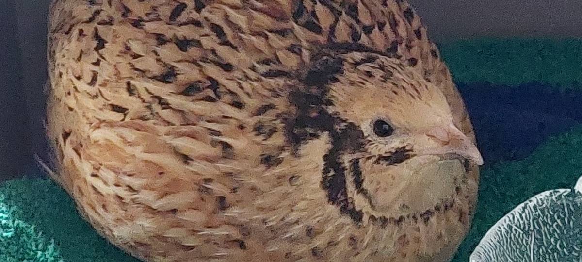 Wer vermisst diese Wachtel?