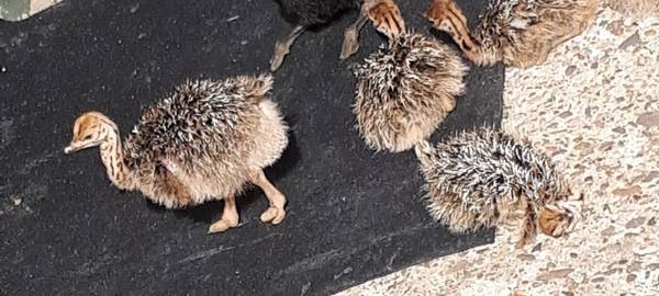 Besuch auf der Straußenfarm Emminghausen