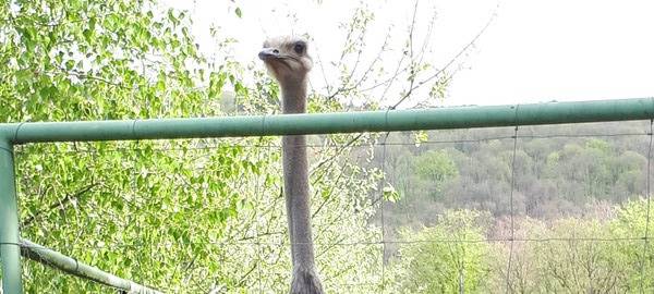 Besuch auf der Straußenfarm Emminghausen