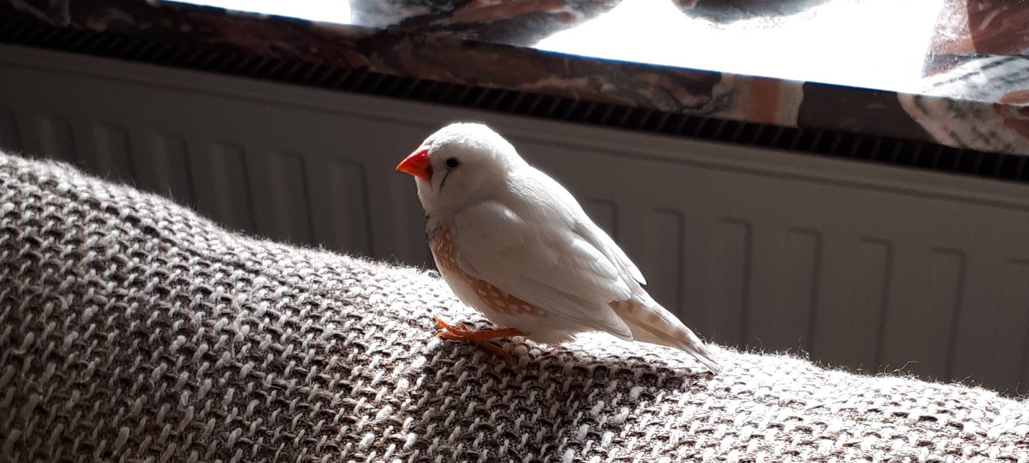 Weißer Kanarienvogel in Remscheid zugeflogen