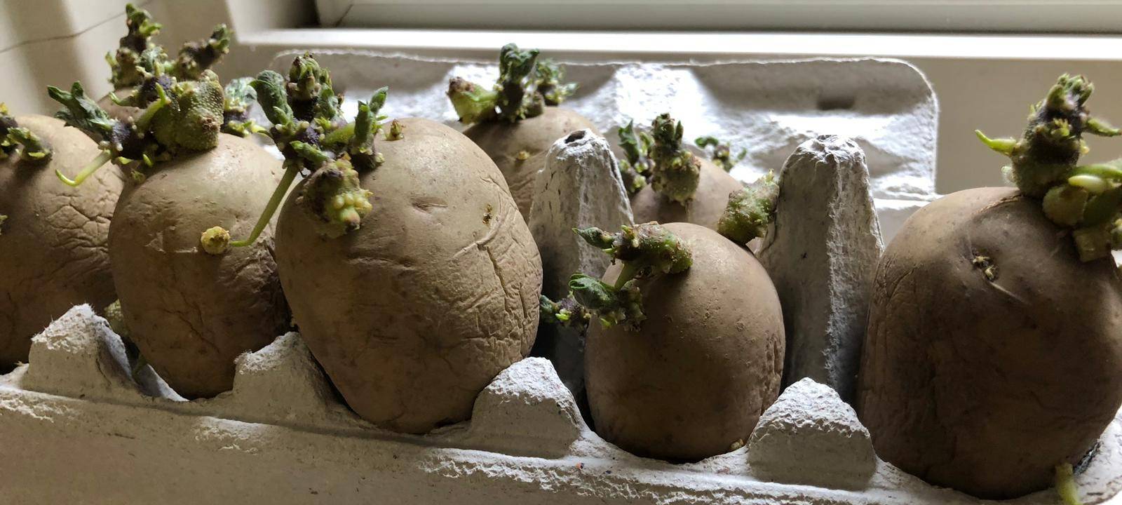 Kübelpflanzen & Kartoffeln